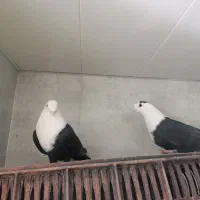 کله سفید|پرنده|شیراز, گویم|دیوار