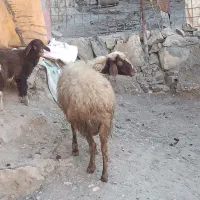 یک راس گوسفند هیکلی با بره نر بزرگ ،بز