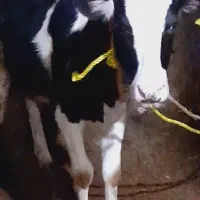 گوساله ماده هلشتاین