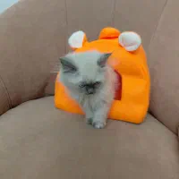گربه