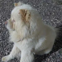 چاوچاو نر