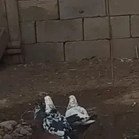 این کبوتر  یه بیست روز میشه رفت