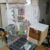 عروس هلندی نر و تخم|پرنده|کرج, شهرک خاتم النبیا|دیوار