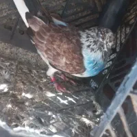 کبوتر نر وماده