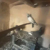 کبوتر ساعتی|پرنده|ایرانشهر, |دیوار