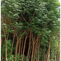 انار و اوکالیپتوس  و زیتون تلخ ریشه باز|گل و گیاه طبیعی|گنبد کاووس, |دیوار