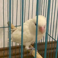 طوطی برزیلی معاوضه با برزیلی نر