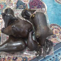 هیزه گوسفندی تازه به شرط|ظروف نگهدارنده، پلاستیکی، یکبارمصرف|ایلام, |دیوار