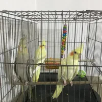 سه عدد جوجه عروس دوماهه دون خور(یدونه شاه جوجه