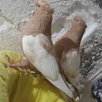 دو عدد سینه زرد و یک عدد دمبی