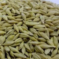 جو و گندم نقدی