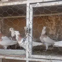 کبوتر طوقی پالخت نر و ماده اصیل|پرنده|فرخ‌شهر, |دیوار