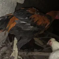 خروس اصیل لاری