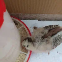 آبخوری و دونخوری بزرگ|حیوانات مزرعه|تهران, پاسداران|دیوار