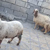 کاور|حیوانات مزرعه|ایلام, |دیوار