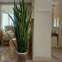 فروش گل سانسوریا غول