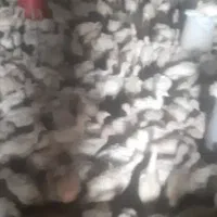 بوقلمون گوشتی