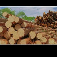 خرید چوب|خدمات باغبانی و درختکاری|خرمآباد, |دیوار