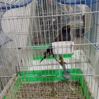 مینا.    با قفس یک ملیون پانصد