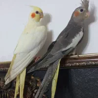 پرنده عروس هلندی