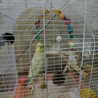 طوطی عروس|پرنده|محمدیه-قزوین, |دیوار