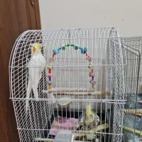 دو عدد عروس هلندی، نر و ماده