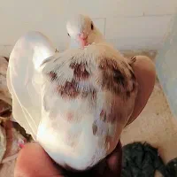طوقی شکلاتی نر مست مست قیمت ۶۰۰