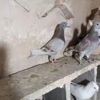 کبوتر|پرنده|کرمانشاه, |دیوار