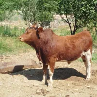 گوساله جنگلی