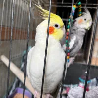 عروس پاریس گمشده