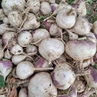 شلغم|خوردنی و آشامیدنی|سردرود, |دیوار