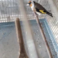 سهره نرمتولد قفس|پرنده|شهریار, شهرک امیریه|دیوار