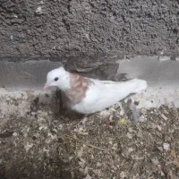 کفتر شهرستان مناسب|پرنده|یزد, |دیوار