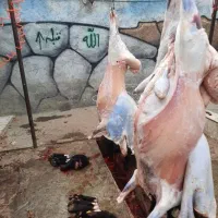 **گوسفند زنده بره نرینه قلم آبی **
