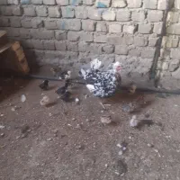 مرغ گلین کپ با ۱۳ تا جوجه