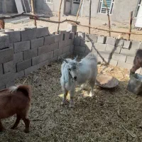 کهره نر چاق جو خورده