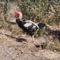 ۴ عدد خروس باری|حیوانات مزرعه|شاهین دژ, |دیوار