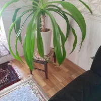 گل طبیعی