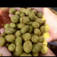 پخش انواع زیتون و روغن زیتون رودبار|خوردنی و آشامیدنی|تهران, قصر فیروزه ۲|دیوار