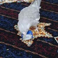 پرنده سرحال بازیگوش جنسیت نمیدونم
