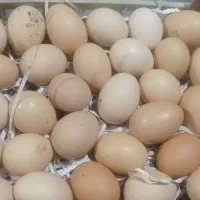 طبیعی تخم مرغ محلی تهران