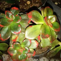 گل ملکه ومالک|فروش آپارتمان|بروجرد, |دیوار