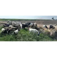 بز و میش|حیوانات مزرعه|دزفول, |دیوار