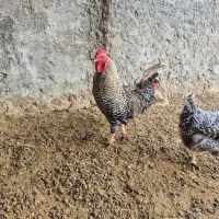 خروس آمروک
