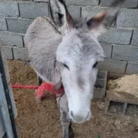 فروش کره خر