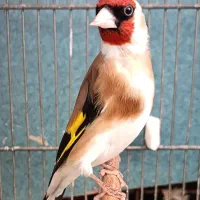 سهره ابر مست قناری بیار جلوت سوار بشه ببر دهندار
