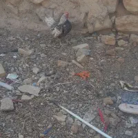 خروس گمشده