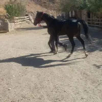 اسب مشکی نریون عرب خالص ایرانی