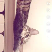 گربه dsh رایگان