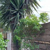 بآغبانی و درختکاری فضای سبز|گل و گیاه طبیعی|فریدونکنار, |دیوار